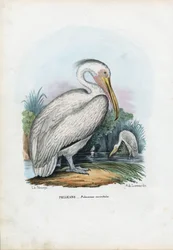 Großer Weißer Pelikan, 1863-79